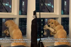 Video: Golden Retriever’s ‘Favorite NYC Hobby’ Is This