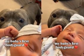 Pit Bull Does His Job as Newborn Baby's 'First Bodyguard'