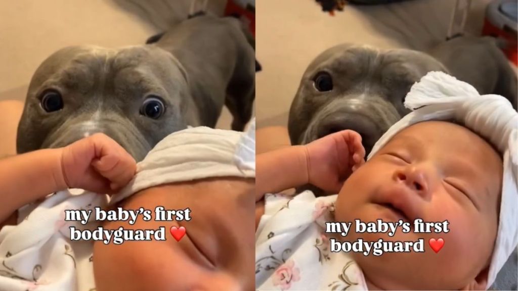 Pit Bull Does His Job as Newborn Baby's 'First Bodyguard'
