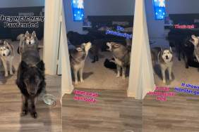 3 Dogs Get Offended by Their Mom's Request