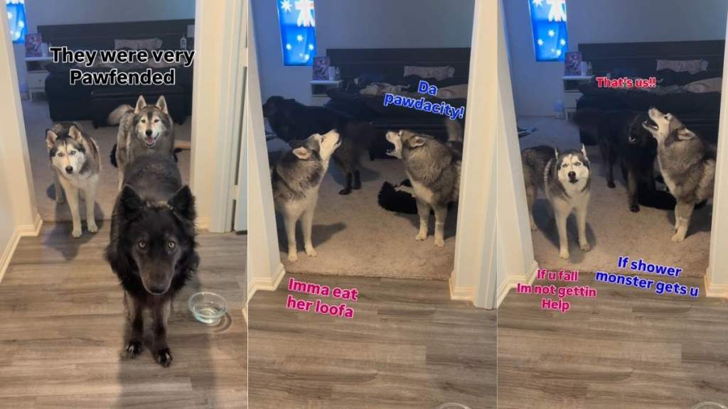 3 Dogs Get Offended by Their Mom's Request