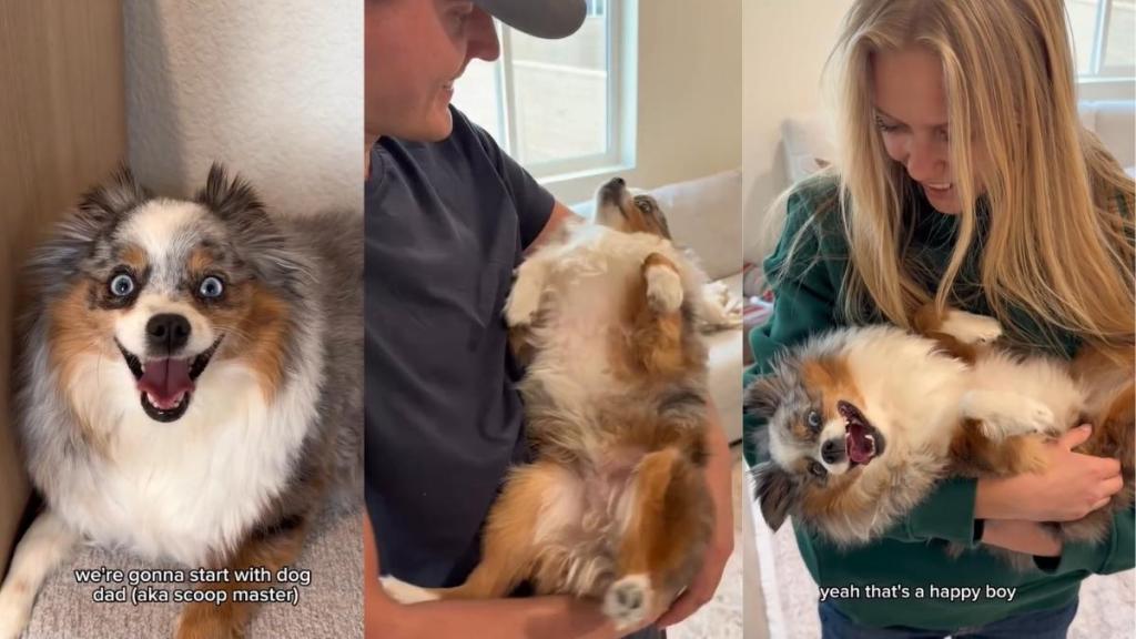 Video: Dog Loves Getting Scooped up by Mom & Dad