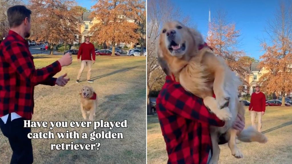 Golden Retriever Plays Catch With Humans Except He's the Ball
