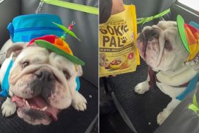 Bulldog Is Responsible for Snack Distribution on Daycare Bus Ride