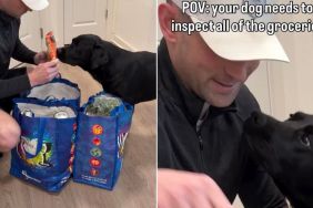 Dog Insists on Inspecting Every Item From Dad’s Three Grocery Bags