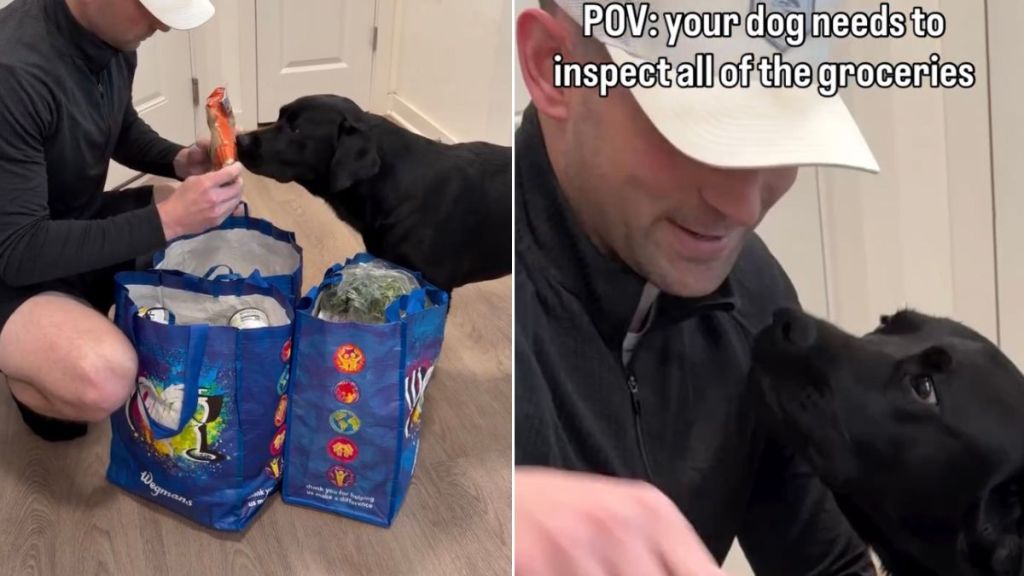 Dog Insists on Inspecting Every Item From Dad’s Three Grocery Bags