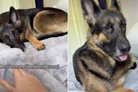 Dog Crawls Across the Bed Just To Be Close to Her Owner