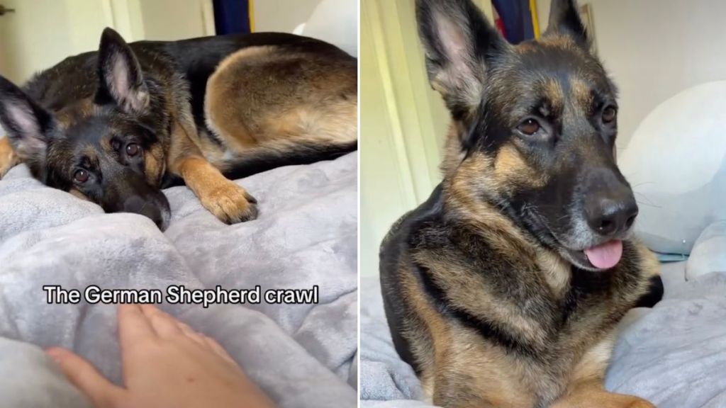 Dog Crawls Across the Bed Just To Be Close to Her Owner
