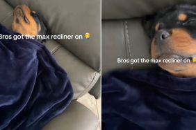 Rottweiler Sleeps Most Comfortably in a Recliner With a Blanket On