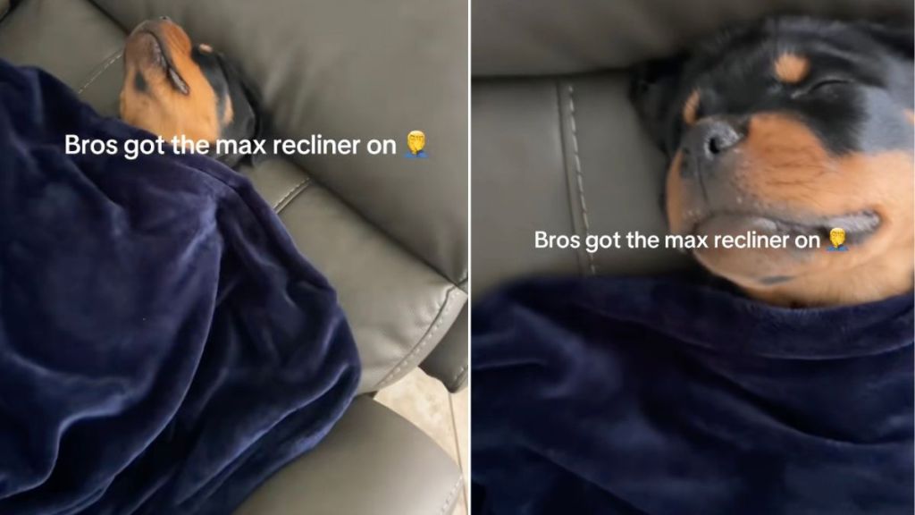 Rottweiler Sleeps Most Comfortably in a Recliner With a Blanket On