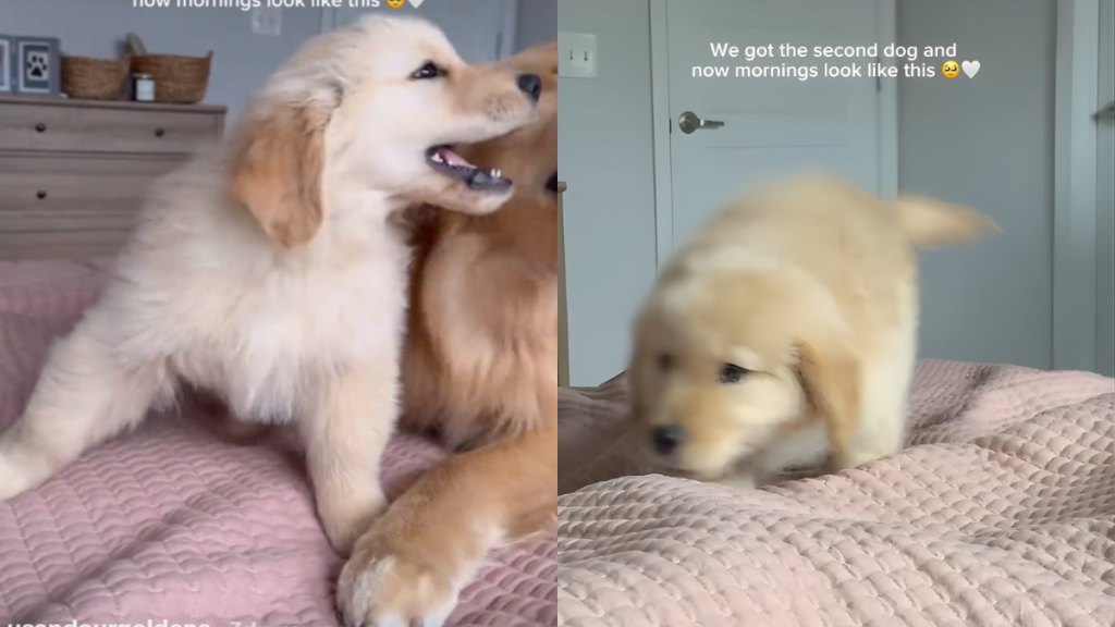 Golden Retriever Teaches Puppy How Mornings Are Done in Viral Video