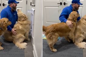 Video: Pack of Golden Retrievers Helps with Home Repairs, but There's a Catch