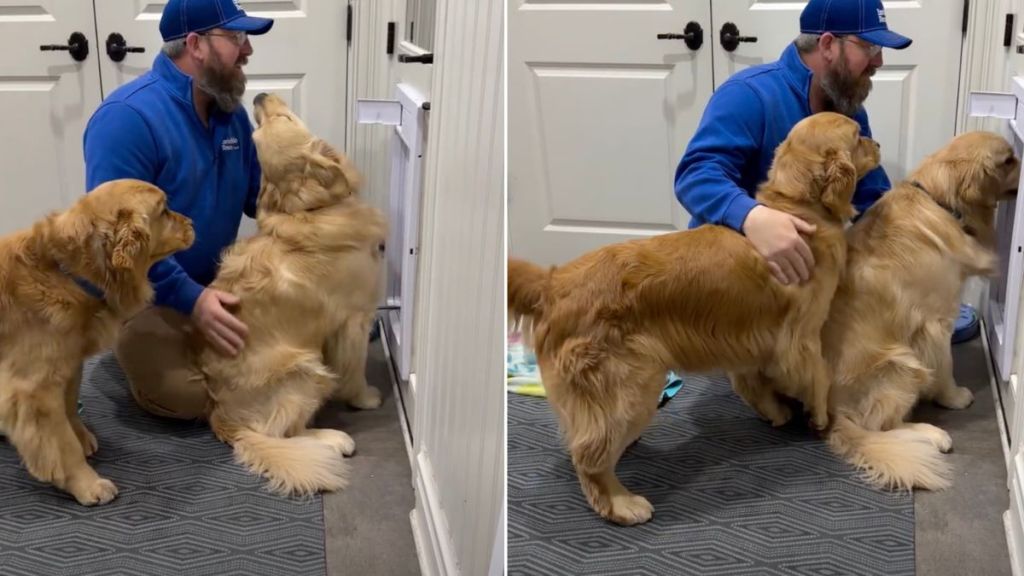 Video: Pack of Golden Retrievers Helps with Home Repairs, but There's a Catch