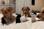 Video: Golden Retriever Can't Handle How Cute the Kittens Are
