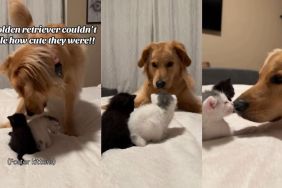 Video: Golden Retriever Can't Handle How Cute the Kittens Are