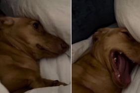 Video: Dog Is Just Not Ready to Get Out of Bed on a Sunday