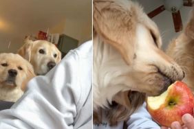 Golden Retrievers Slowly Surround Owner When She Eats