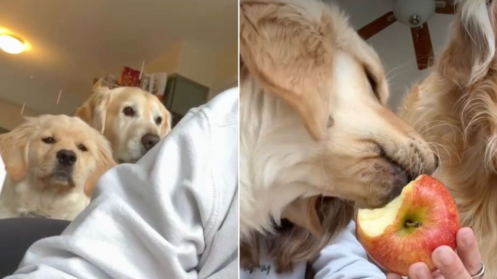 Golden Retrievers Slowly Surround Owner When She Eats