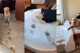 Owner Returns To Golden Retriever's Dirty Paw-Work All Over the House