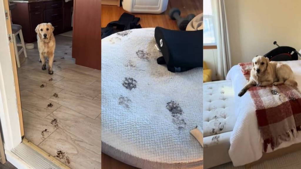 Owner Returns To Golden Retriever's Dirty Paw-Work All Over the House