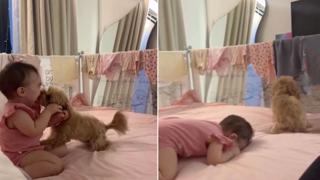 Dog Showers Little Girl With Kisses, Makes Her Giggle in Adorable Video