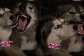 Video: Husky Can't Stop Annoying Her Brother