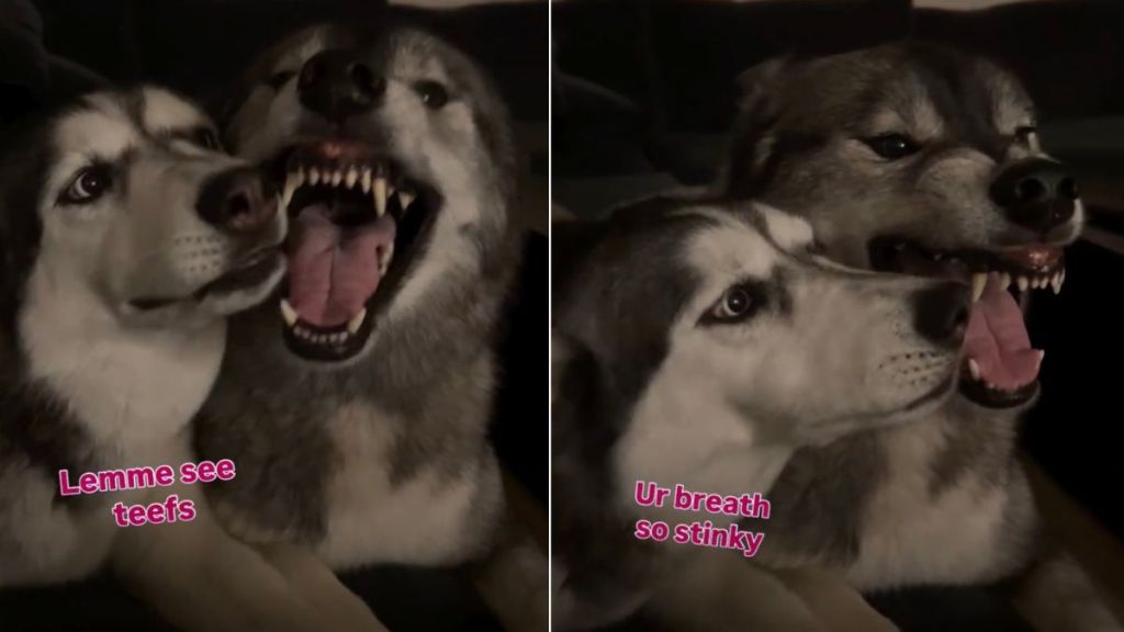 Video: Husky Can't Stop Annoying Her Brother