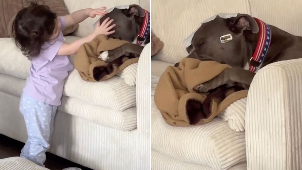 Dog Is Super Unbothered by Tiny Human's Activities in Cute Video