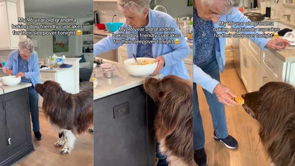 Newfoundland's Grandma Bakes Dog-Friendly Cupcakes for Their Sleepover