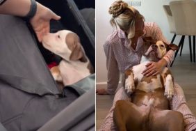 Video: Owner Recalls Meeting XL Bully for First Time as Pup