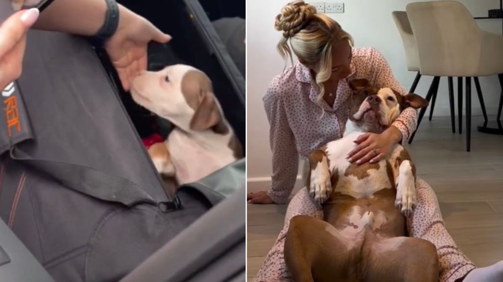 Video: Owner Recalls Meeting XL Bully for First Time as Pup