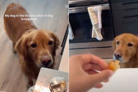 Video: Dog Adorably Micro-Manages Owner in Kitchen
