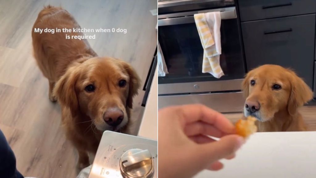 Video: Dog Adorably Micro-Manages Owner in Kitchen
