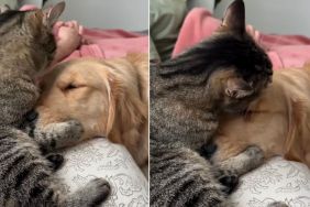 Video: Cat Holds Golden Retriever Close & Showers With Kisses