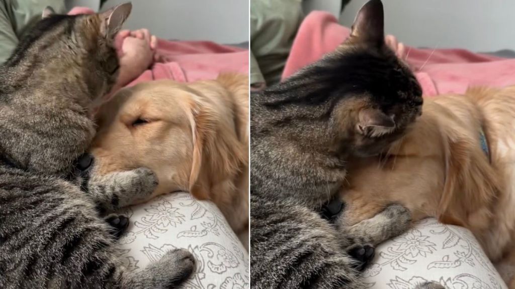 Video: Cat Holds Golden Retriever Close & Showers With Kisses