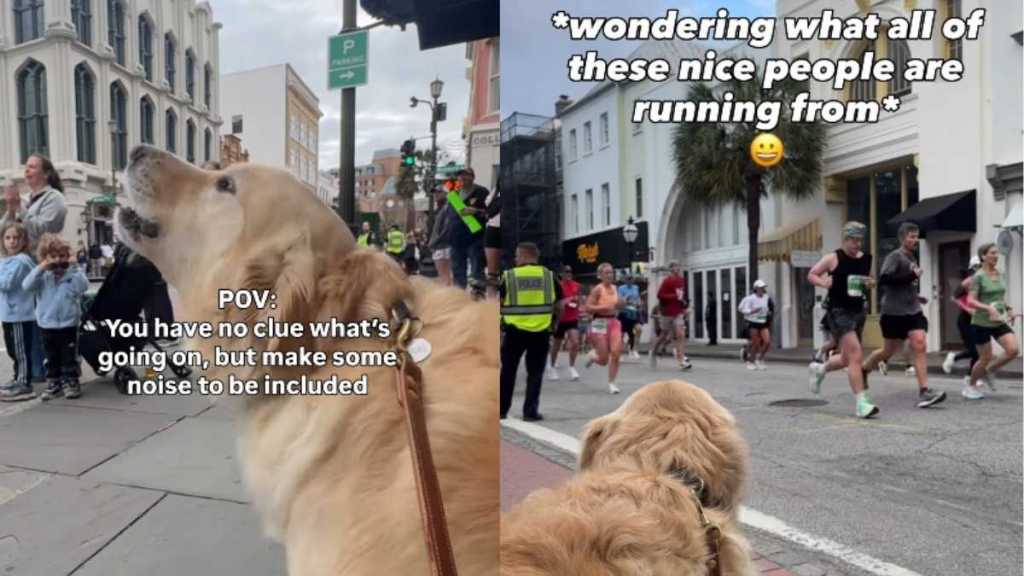 Golden Retriever Cheers on Marathon Runners Just To Be Included