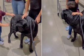 Video: Big Dog & Little Girl Have a Sweet Meet Cute in Supermarket Aisle