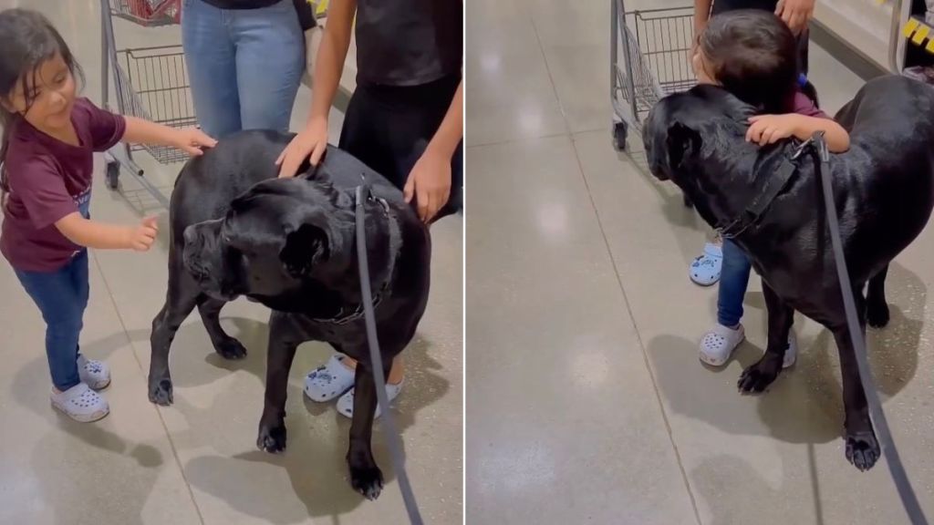 Video: Big Dog & Little Girl Have a Sweet Meet Cute in Supermarket Aisle