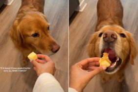 Video: Picky Golden Retriever Likes Apples in Specific Way