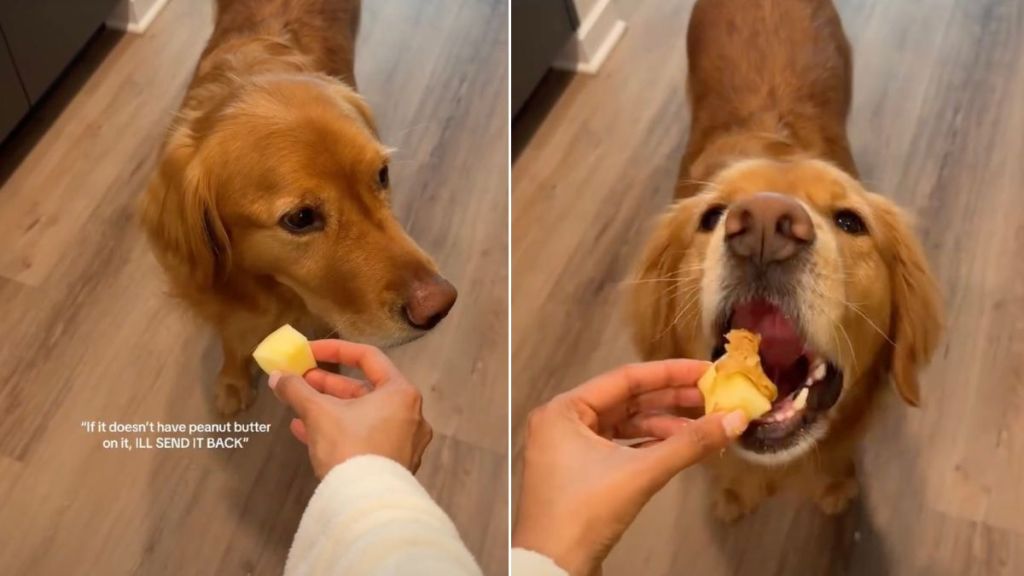 Video: Picky Golden Retriever Likes Apples in Specific Way