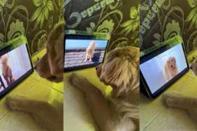 Video: Golden Retriever Puppy Watches Dogs on Screen with Full Focus