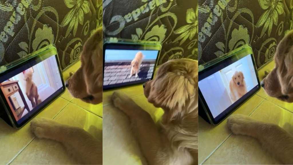 Video: Golden Retriever Puppy Watches Dogs on Screen with Full Focus