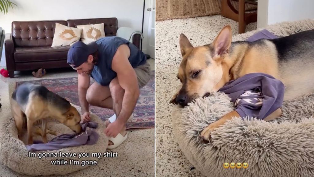 Video: Rescue Pup Sleeps With Owner's Shirt While He Is Not Home
