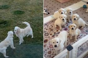 Video: This Golden Retriever Love Story May Lead to a Wedding
