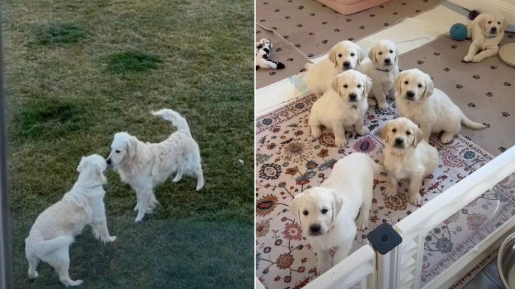 Video: This Golden Retriever Love Story May Lead to a Wedding