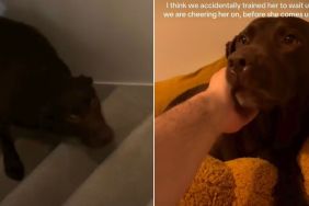 Video: Tripod Labrador Shows Dad She's Good at Climbing Stairs