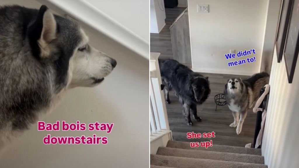 Dogs Avoid Furry Sister After Stealing Her Treats