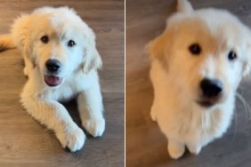 Video: Puppy Starts Playing Paw Piano During Stay Training