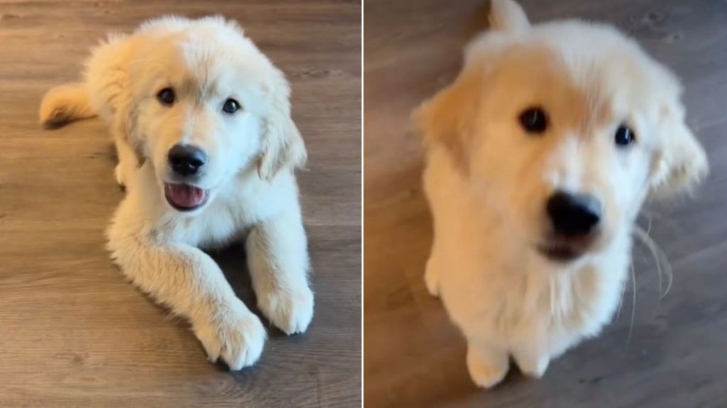 Video: Puppy Starts Playing Paw Piano During Stay Training