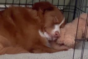 Video: Pet Dog Is ‘Most Perfect’ in the World to Owner